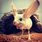 长耳跳鼠，“生活在沙漠米老鼠” ，长耳朵、长尾巴、长后腿 ，更神奇的是它还有猪鼻子^(*￣(oo)￣)^ ，神奇罕见又濒临灭绝的动物之一。L【中国野生的米老鼠】长耳跳鼠(Euchoreutes n...