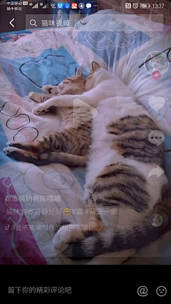8DgjJELe采集到猫咪