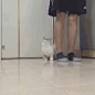 盯裆猫