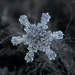 左宁_采集到夜深知雪重，时闻折竹声