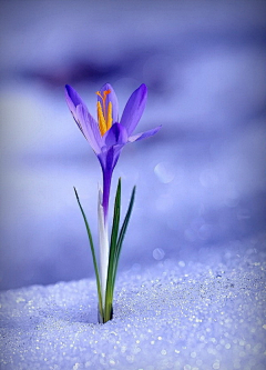 尘风细雨采集到花鸟