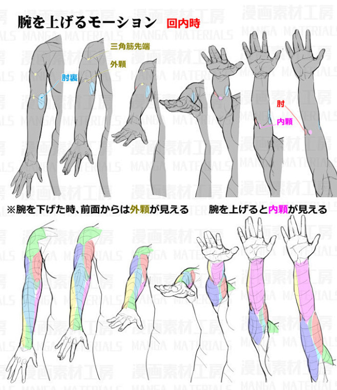 「腕の回転：回内と回外の筋肉変化と肘関節...