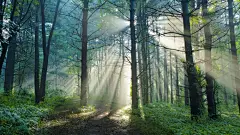 唯美意境丛林风光桌面壁纸 1920x1080