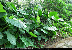 露游子采集到植物