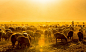 【美图分享】Yong Wei的作品《夕阳下的羊群》 #500px#