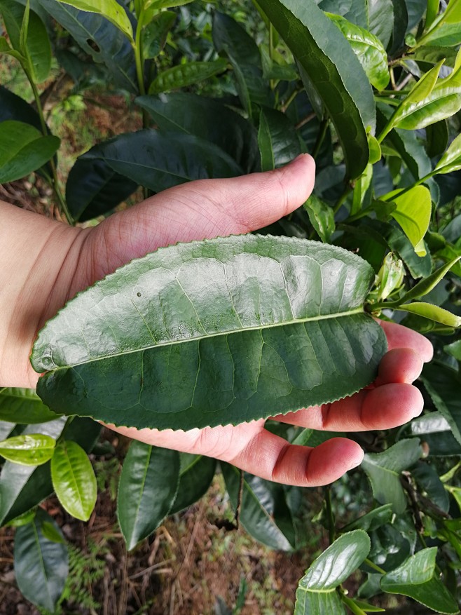 清心山（宁洱）糖印山花香普洱茶基地 掠影