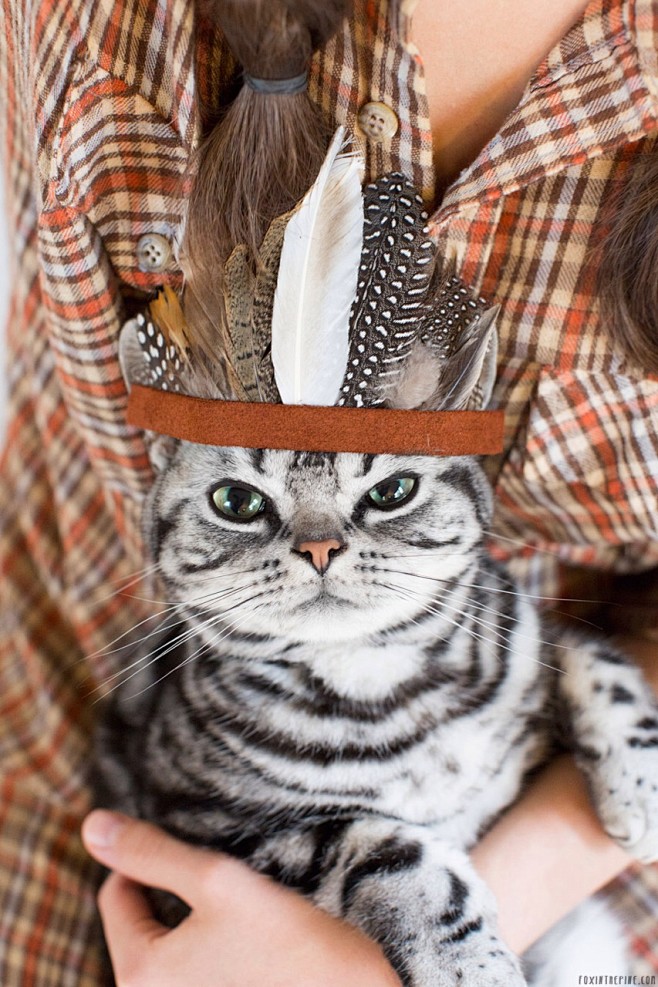 Chief Kitty {via fox...