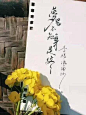 这字体叫菊花体，喜欢  cr：零雨其蒙蒙
