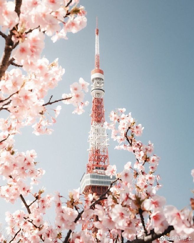 樱花季的东京双塔。（twi：issxxi...