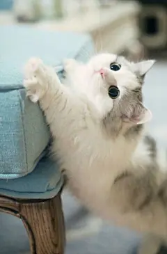 高清可爱萌猫小清新手机壁纸图片