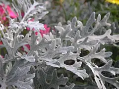 
雪叶莲
菊科植物名称。菊科是被子植物中最大的一个科；有900—1000属，约25000—30000种，全世界都有分布，热带较少。我国有230属2300多种，全国均产。该科植物中有毒种类较多，主要分布在苍耳属(XanthiumL．)、艾属(ArtemiaL．)、斑鸠菊属(VernoniaSchreber)和千里光属(SenecioL．)。
中文学名
雪叶莲
拉丁学名
Senecio cineraria DC.
界
植物界
科
菊科
科拉丁名
Compositae
