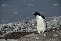 阿德利企鹅
