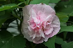三次变色花'棉花玫瑰'