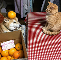 万兎采集到橘猫