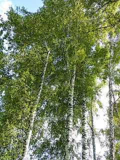 春天美丽的白桦林枝叶，晨光中清新的树叶