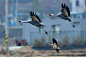 Photograph Synchronized Flying  by Young Sung Bae on 500px