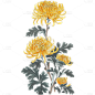 重阳节通用古风带枝叶菊花贴纸元素