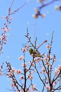梅次郎和梅花。