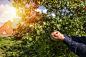 Caucasian farmer holding fruit in garden by Gable Denims on 500px