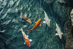 争食虫饵的池塘里锦鲤摄影图片