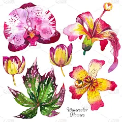 珍奇花卉水彩插图集。百合花，兰花，海棠，花卉素描。热带开花，叶子逼真的水彩剪报。水彩画纹理的马蹄莲。