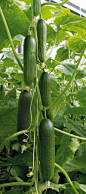 Garden Ideas ~ Amazing crop from one cucumber plant. 129 cukes per plant- not bad- gotta try it myself!