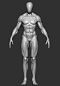 人体肌肉-3D解剖-绘画参考-611894