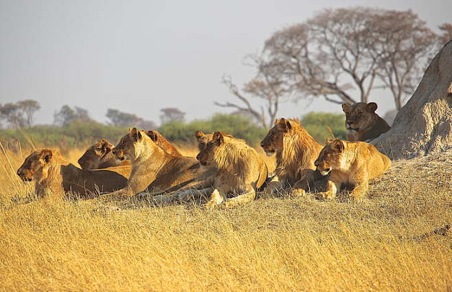 动物, 狮子, 非洲, 捕食者, 骄傲,...