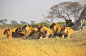 动物, 狮子, 非洲, 捕食者, 骄傲, 野生动物, 野生动物园