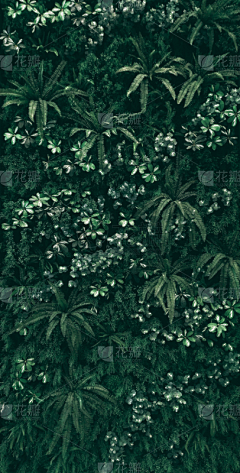 /kl/kl/kl/kl采集到东南亚植物框