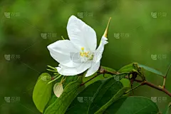 墨西哥雨竹,紫荆花,兰花,里拉符号,大风雪,自然,水平画幅,雄蕊,无人,户外