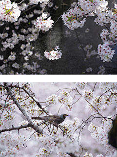 opacarophile采集到Life aesthetics