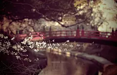 《谢新恩 》李煜 
樱花落尽阶前月， 象床愁倚薰笼。 远似去年今日，恨还同。 双鬟不整云憔悴， 泪沾红抹胸。 何处相思苦，纱窗醉梦中。
唯美图片大全：http://weimeitu.cc  
图片大全唯美：http://weimeitu.cc  
小清新图片：http://weimeitu.cc 