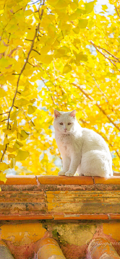 JoJo_zl采集到猫猫