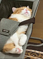 橘猫：睡出双下巴，我才是这个家里唯一的宝宝！ ​​​​