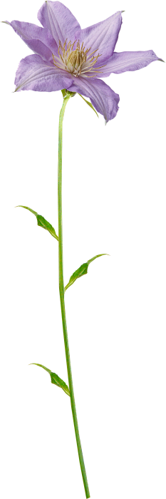 杨小森采集到PNG-植物系列