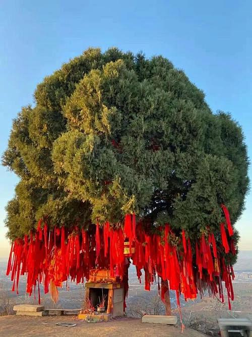寺庙 古树 祈福带_百度图片搜索