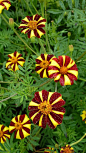 Marigold 'Harlequin'