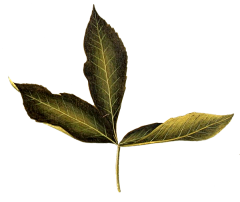 柒r采集到花png
