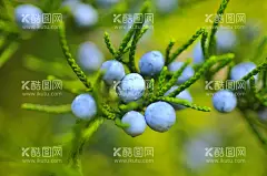 蓝莓图片  - 源文件下载【酷图网】生长蓝莓,新鲜蓝莓,蓝莓采摘园,蓝莓季,蓝莓节,蓝莓基地,水果店蓝莓,蓝莓批发,批发蓝莓,进口蓝莓,蓝莓熟啦,蓝莓熟了,蓝莓展板,蓝莓挂画,蓝莓展架,蓝莓海报,蓝莓灯箱,蓝莓折页,蓝莓包装,蓝莓单页,水果,果蔬,蓝莓专卖,蓝莓采摘,蓝莓文化,蓝莓,插画,包装插画,果蔬海报,