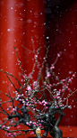 #紫禁城的初雪# 雪里已知春信至 ​​​​