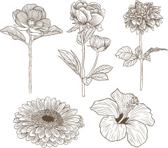 手绘素描花卉植物花朵元素铅笔画复古黑白