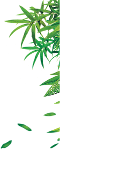 T-Melody浅瞳°采集到花朵绿叶素材