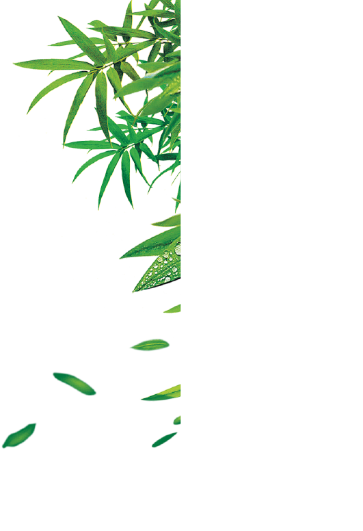 端午节 竹叶子 PNG素材