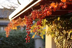 雪后天晴腊梅花朵