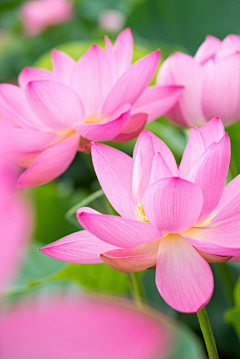 kanae·葉采集到花