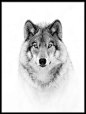 Art print titled Portrait of a Timber Wolf by the artist Jim Cumming