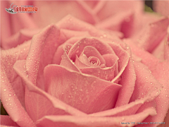 小花xiaohua采集到粉玫瑰