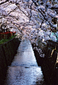 Tetusugaku-no-Michi, Kyoto, Japan(By Yoshihito Kakegawa)。日本京都“哲学之路“（哲学の道），是日本城市京都左京区一条2公里长的溪边小道，沿途种植樱花树。这条路的名称来源于京都大学哲学教授西田几多郎每日在此冥想。1972年正式命名。哲学之道经过好几座寺庙和神社，例如慈照寺、法然院、永観堂禅林寺、南禅寺、熊野若王子神社。 #景点# #攻略# #日本# #古镇#