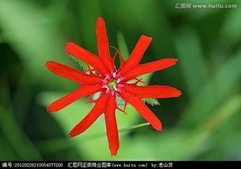 剪秋萝_360图片搜索